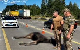 На об’їзній дорозі Житомира під колесами вантажівки загинула червонокнижна лосиха