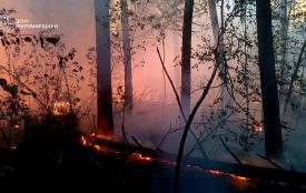 На території природного заповідника Древлянський гасять низову лісову пожежу