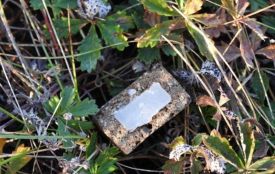 На Житомирщині розпочалася осіння кампанія з пероральної імунізації диких м’ясоїдних тварин проти сказу