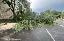 На вул. Святослава Ріхтера дерево впало на дороггу і перекрило рух