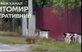 На Житомирщині знову нагадують про небезпеку сказу: у Звягелі лисиця напала на собаку