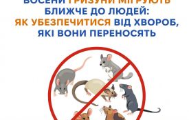 Восени гризуни мігрують ближче до людей: як убезпечитися від хвороб, які вони переносять