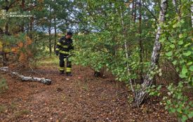 На Житомирщині шукають 53-річну жінку, яка 12 вересня пішла по гриби