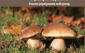 Грибний сезон без ризику: як уникнути отруєння та вчасно розпізнати небезпеку