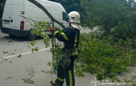 У Житомирському районі рятувальники прибрали аварійне дерево, яке впало на проїжджу частину та перекрило рух автотранспорту