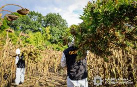 Понад тонна канабісу та майже 57 тисяч кущів конопель: Нацполіція підбила підсумки двох етапів спецоперації «Джентльмени»