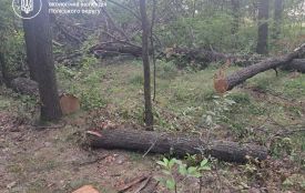 За рішенням суду з Малинської міської ради стягнуть понад 1,8 млн грн за незаконну порубку 87 дубів