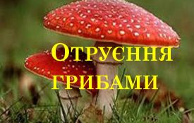 На Житомирщині зареєстровано перший випадок отруєння грибами