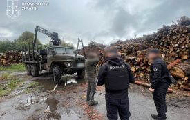 Понад 8800 незаконно зрубаних дерев на Житомирщині та 33 млн грн шкоди: екологічні прокурори повідомили про підозру чотирьом особам