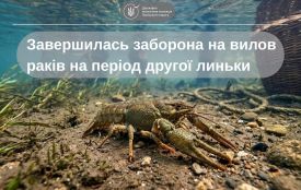 Завершилася заборона на вилов раків: що потрібно знати рибалкам