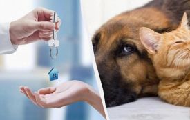 В Україні лише 18% квартир можна орендувати разом із домашніми тваринами: дослідження DIM.RIA та UAnimals
