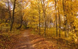 У Київ прийшла метеорологічна осінь