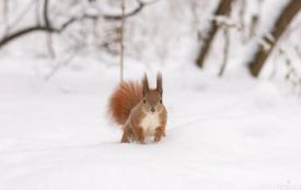 Якою буде прийдешня зима? Синоптик озвучив прогноз