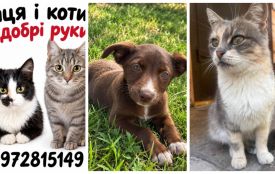 Пухнастики шукають господарів: оголошення у Житомирі станом на 10 жовтня 2026 року