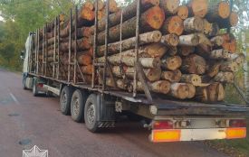 Патрульні виявили два випадки незаконного перевезення деревини