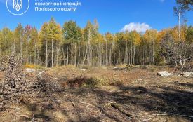 Поблизу села Солов’ї на Житомирщині виявлено порубку дерев на площі орієнтовно 3–4 гектари