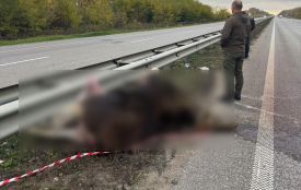 На автомобільній дорозі Київ — Житомир в ДТП загинула самка червонокнижного лося