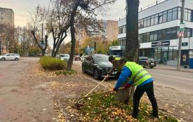 У Житомирі триває осіннє прибирання та озеленення