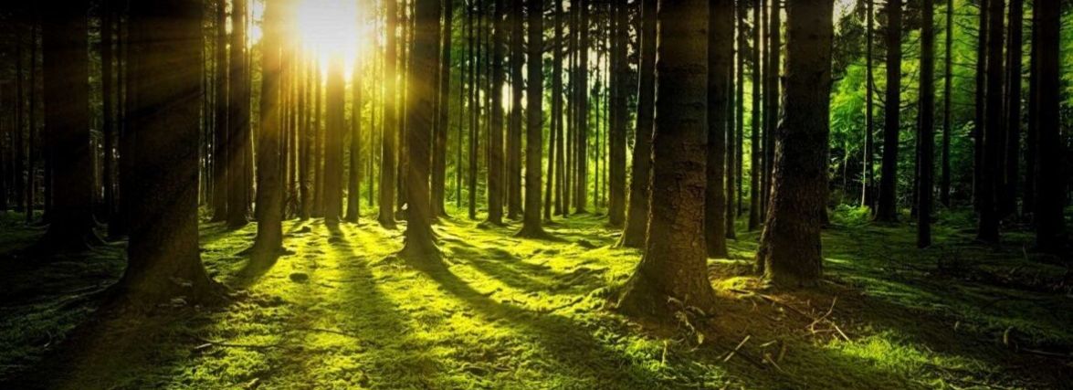 Сьогодні – День працівника лісу