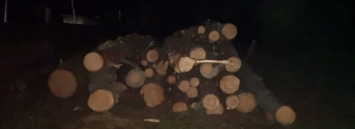 На приватній пилорамі вилучили 123 незаконно зрубані п’ятиметрові колоди сосни