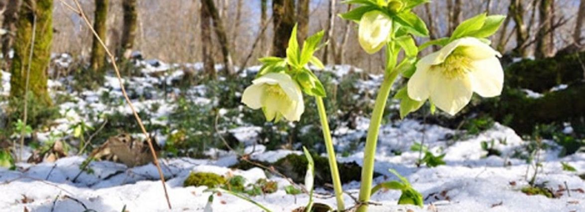 Цьогорічна зима буде “м’якшою”, ніж попередня - синоптики