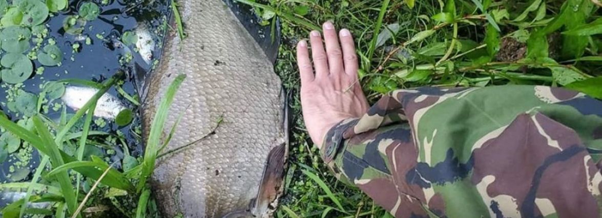 Причиною замору риби у Тетереві може бути забруднення річки Путятинка