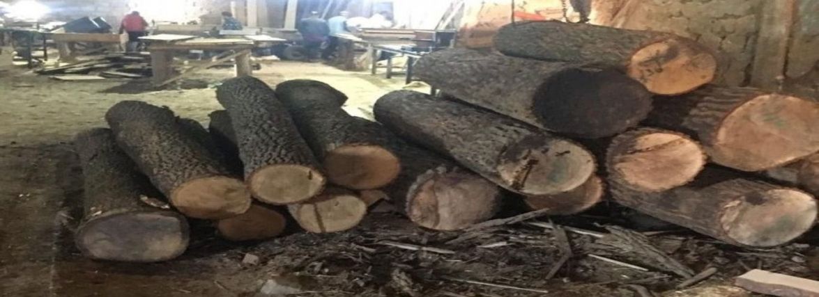 Депутат з Бердичівщини організував злочинну схему вивозу дубової лісопродукції, заробивши на цьому майже 5 млн грн