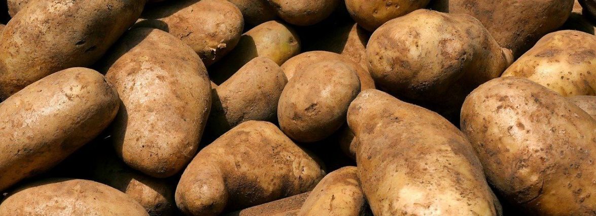 Почему картофель становится сладким после подмораживания. Из-за чего картошка становится сладкая.