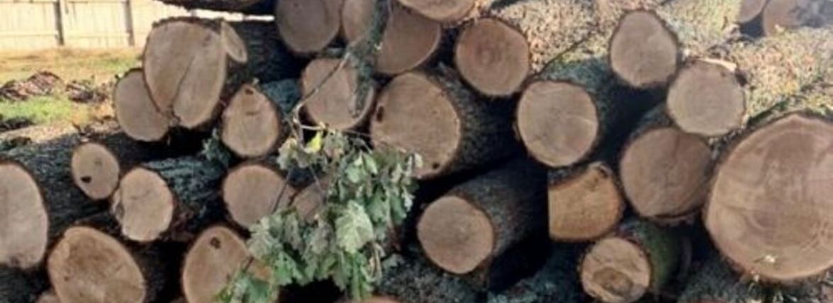 Дуби вирубували уночі: на Житомирщині злочинній групі повідомили про підозру