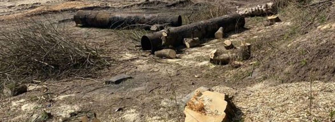 На березі Тетерева у Житомирі незаконно зрізали 161 дерево