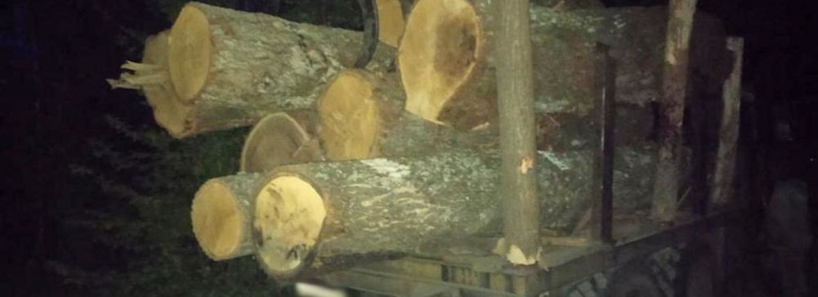 На Коростенщині поліцейські зафіксували два факти незаконної порубки лісу