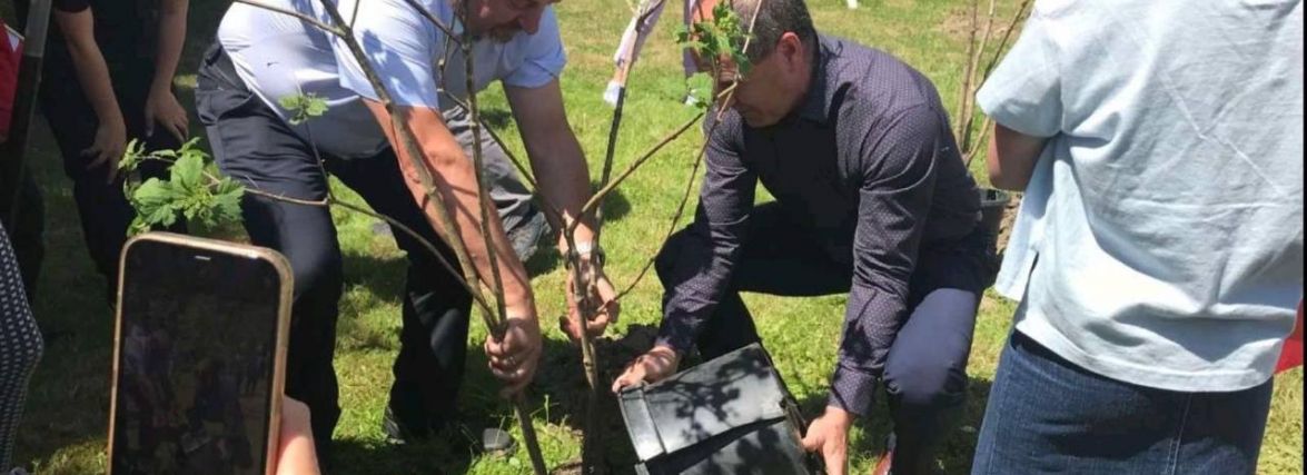 У польському містечку висадили житомирську калину