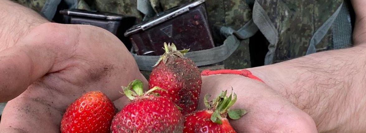 На Херсонщині окупанти намагаються найнятись до місцевих на збір полуниці