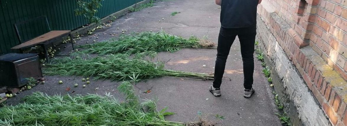 У бердичівлянина виявили теплицю з вирощування сортової коноплі і готових наркотиків на 120 тисяч гривен