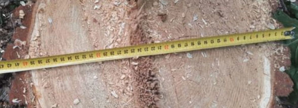 Незаконними порубками заподіяв довкіллю шкоди майже на 140 тис. грн – ще одному «чорному лісорубові» повідомили про підозру