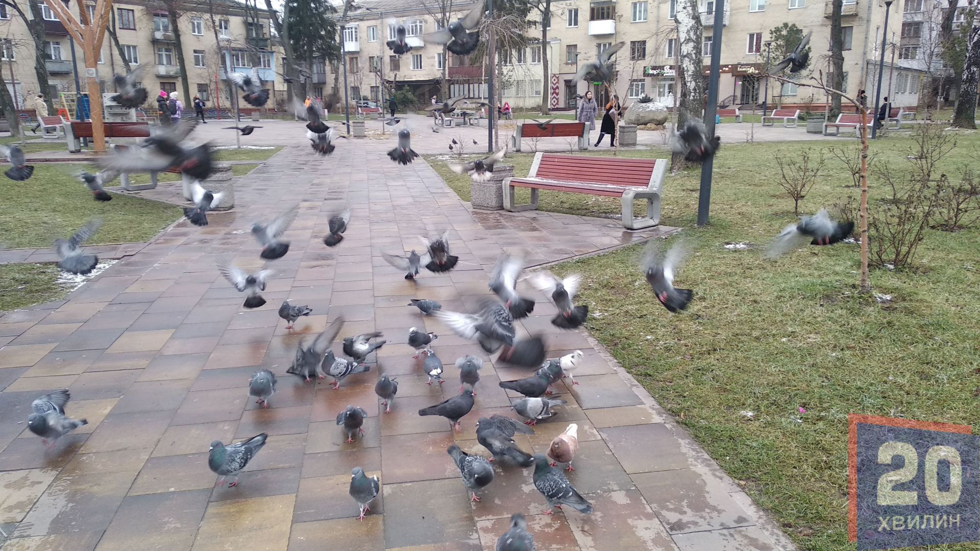 Стаї голубів в сквері...