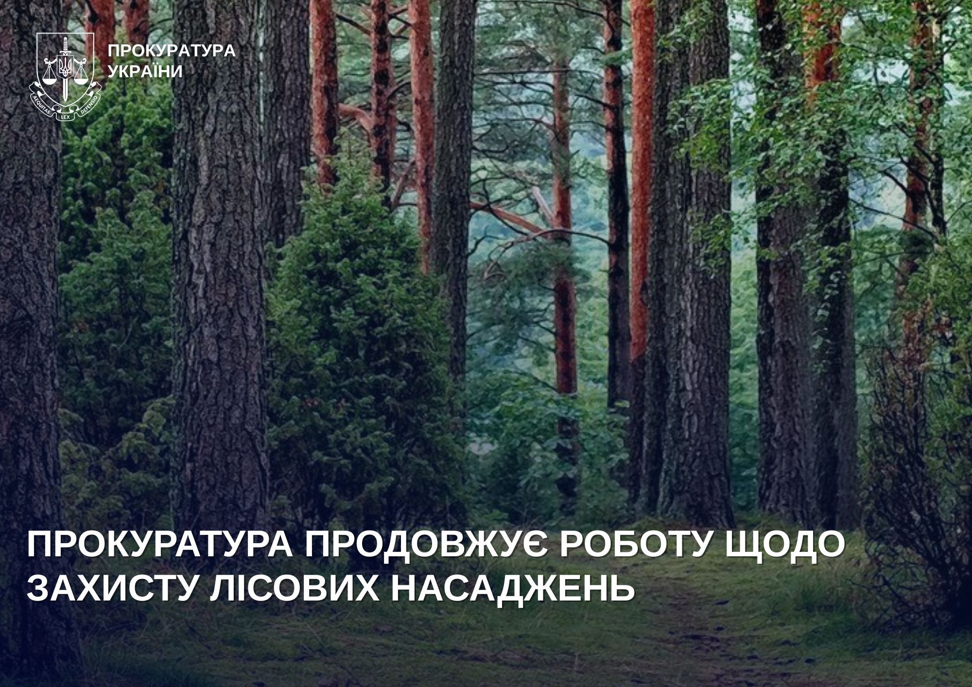 Прокуратура продовжує роботу щодо захисту лісових насаджень