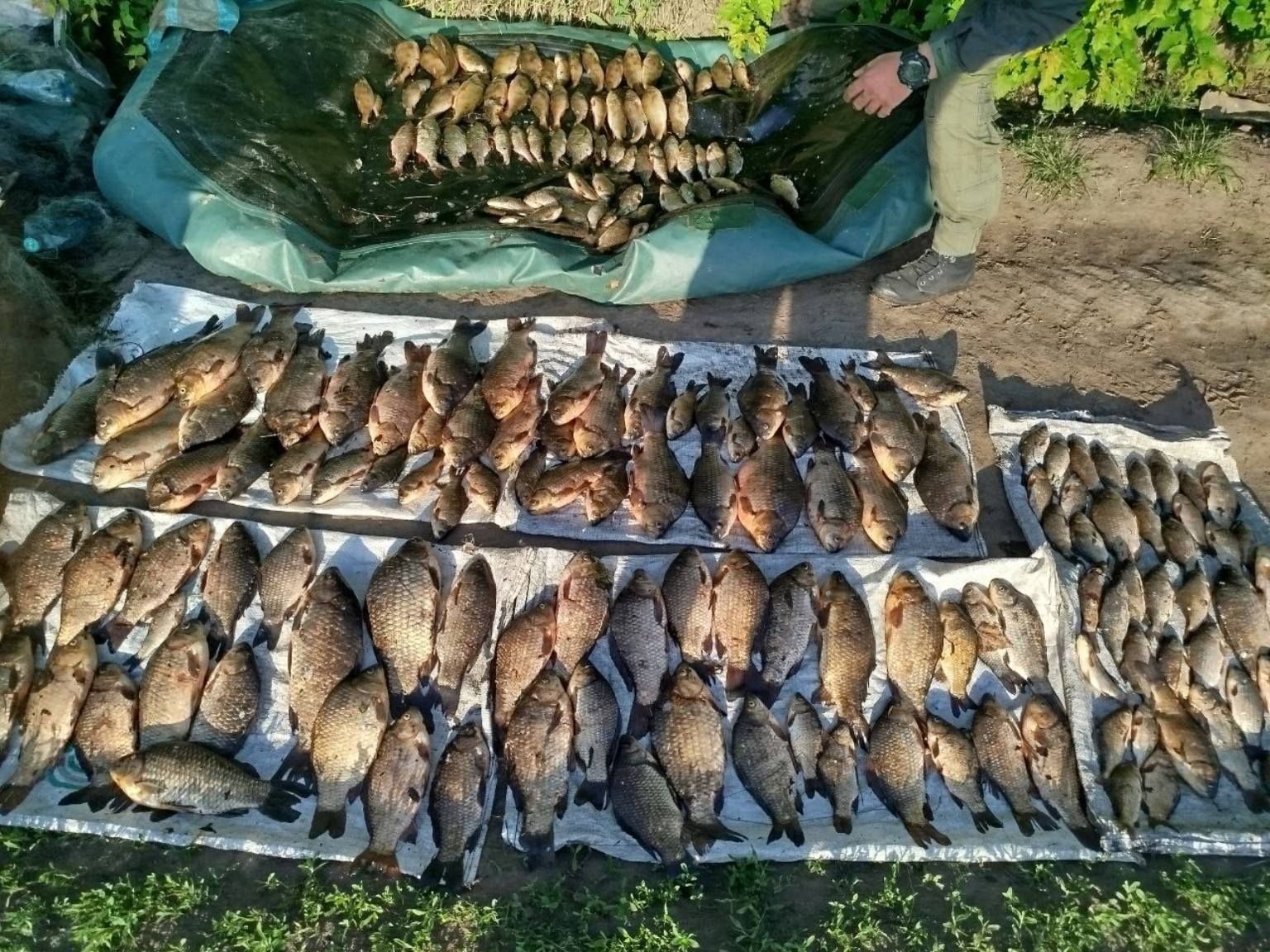 На Житомирщині виявлено грубе порушення правил рибальства зі збитками понад 471 тис. грн