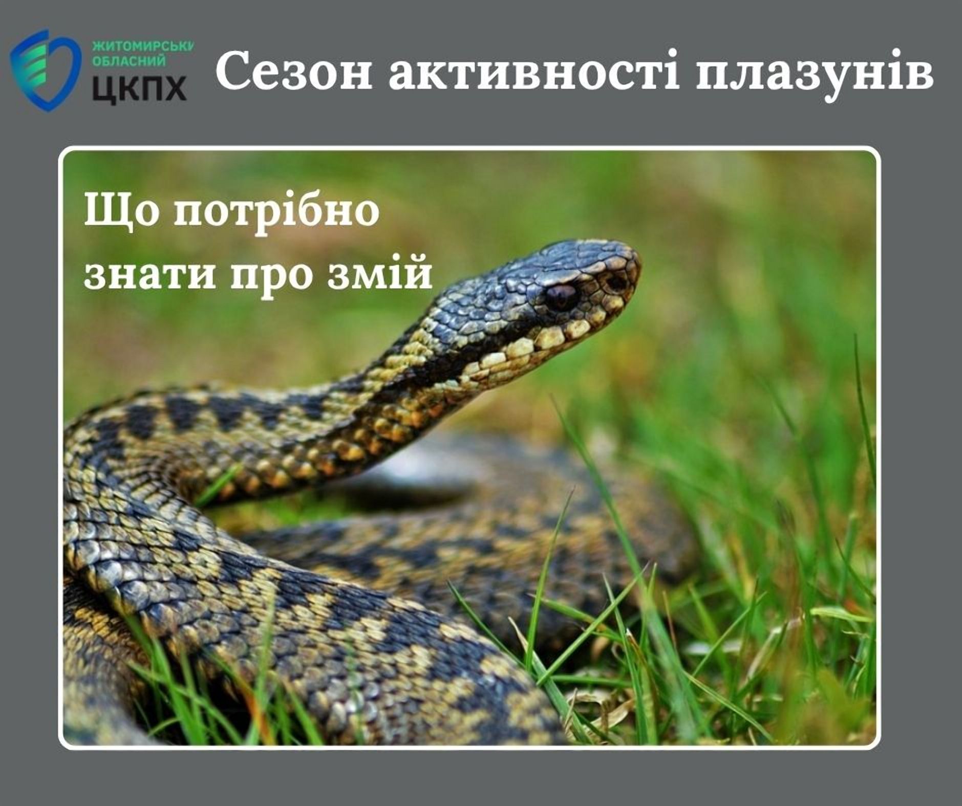 Сезон активності плазунів: що треба знати про змій