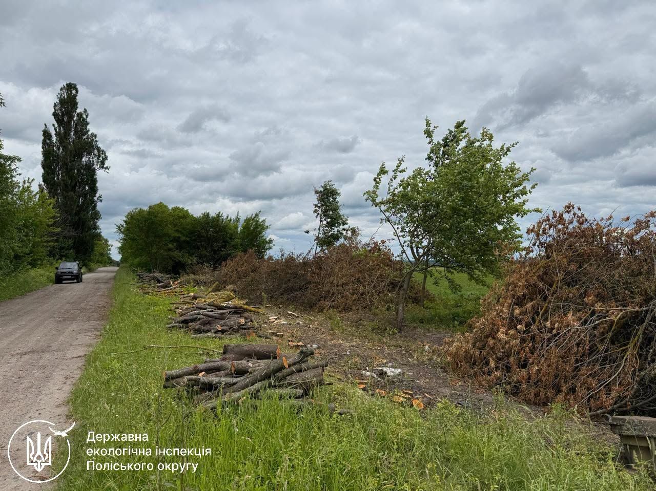 ДЕІ Поліського округу підтвердила факт порубки 80 дерев неподалік села Дібрівка та розпочала розрахунок збитків