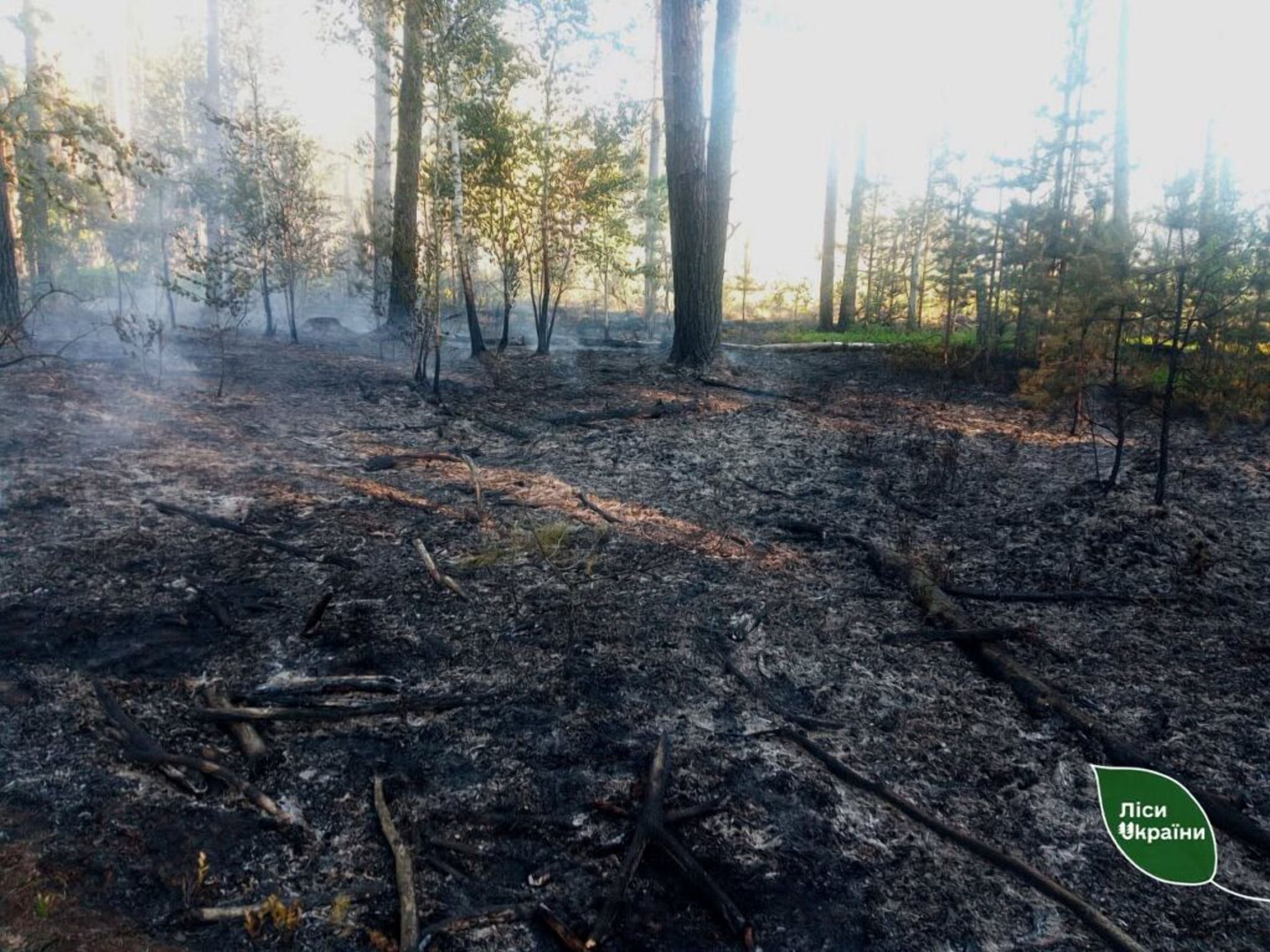 Внаслідок дронової атаки на вихідних на Житомирщині спалахнули 5 лісових пожеж