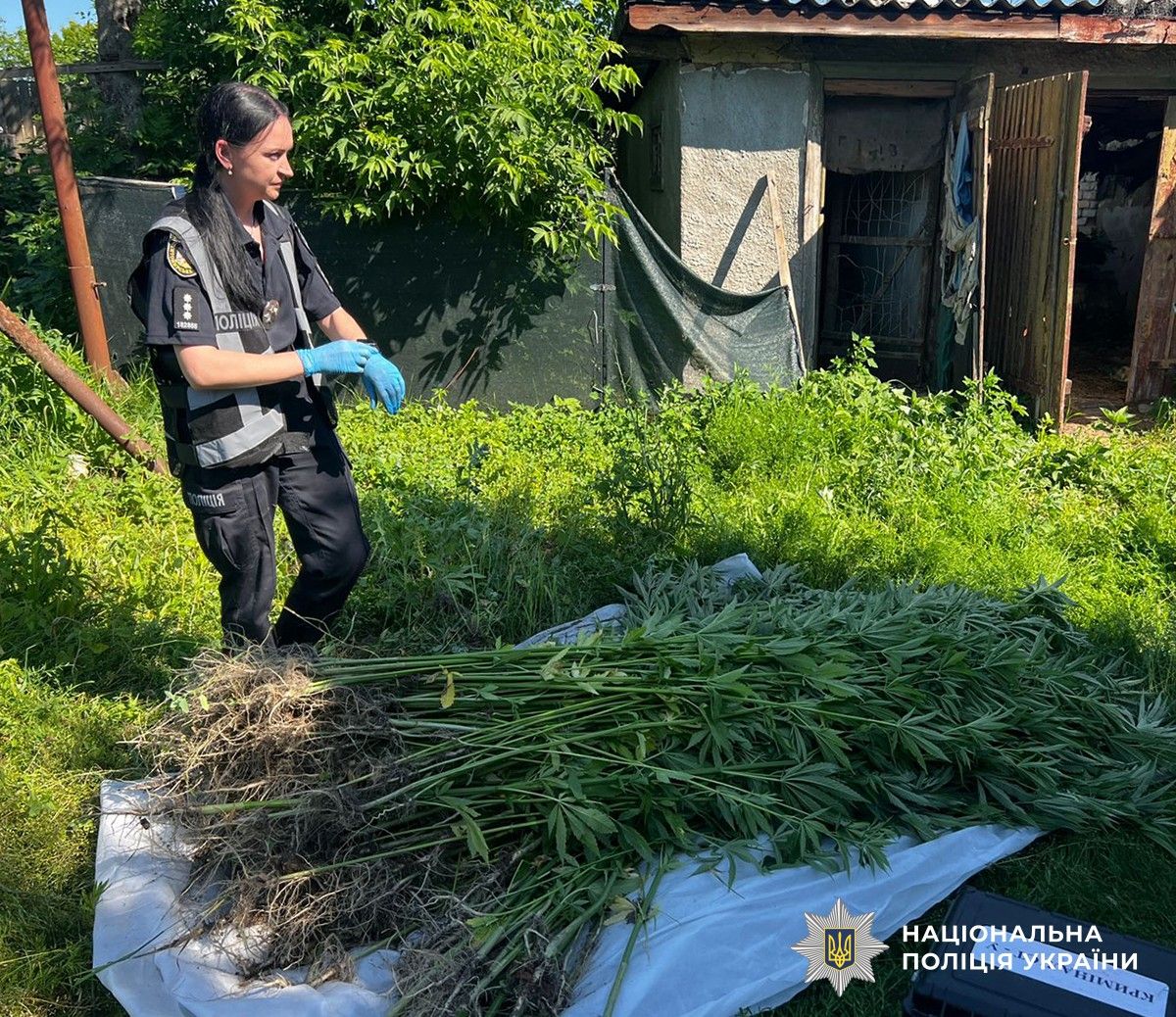 На Житомирщині виявили плантацію з майже 250 кущів конопель у 51-річного жителя Корнини