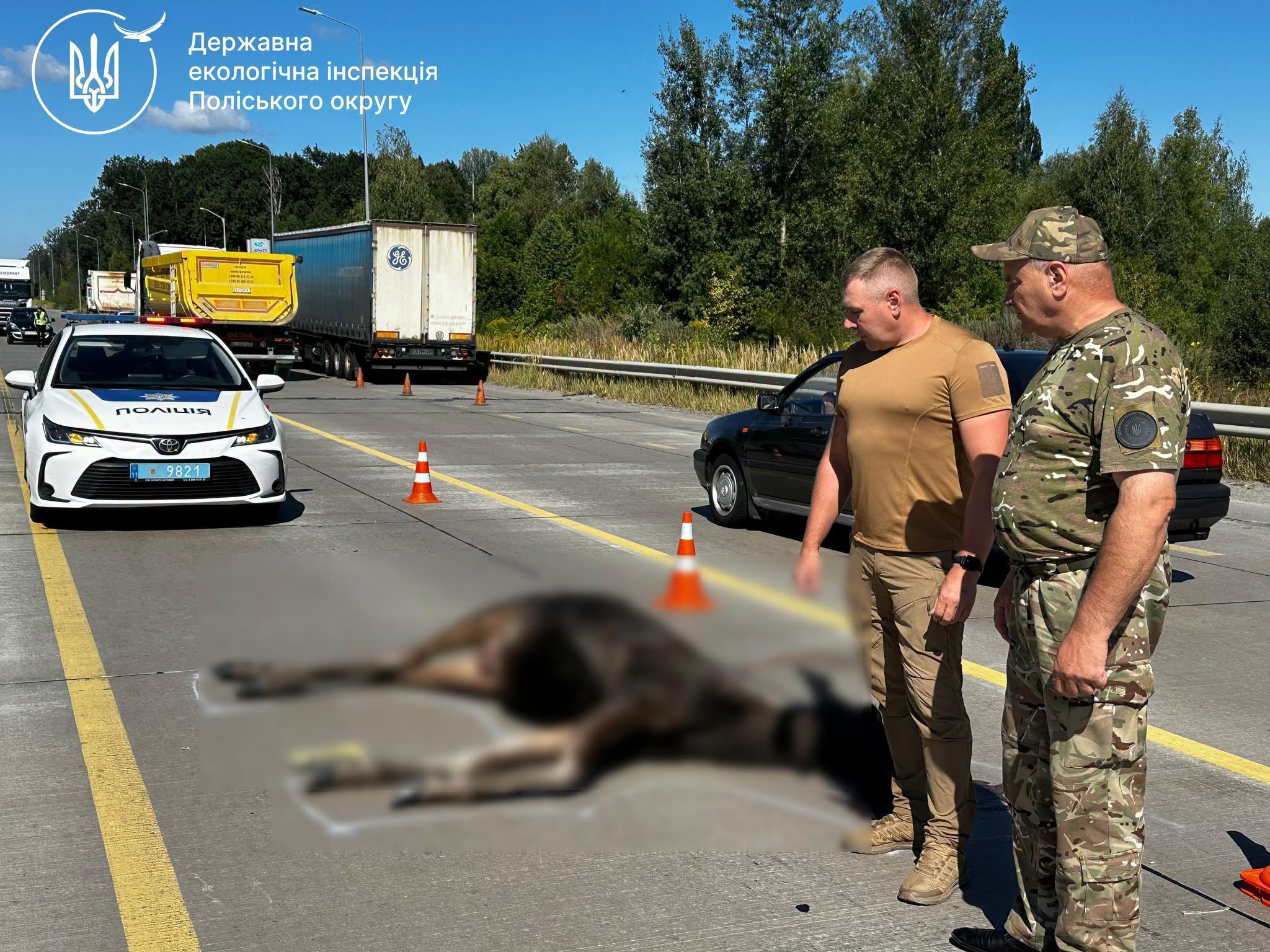 На об’їзній дорозі Житомира під колесами вантажівки загинула червонокнижна лосиха