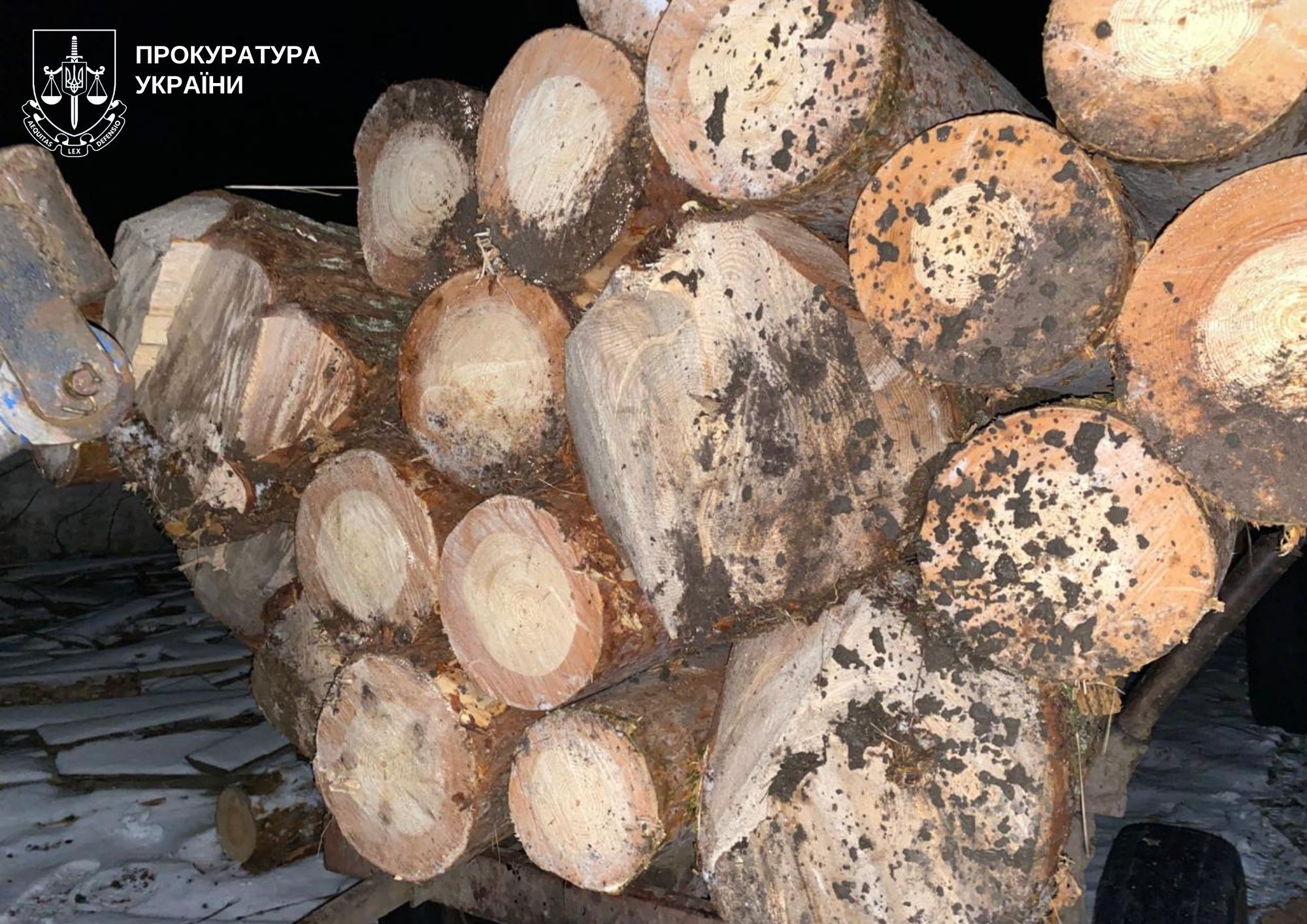 Незаконна вирубка лісів на понад 2,8 млн грн: підозрюються п’ятеро осіб