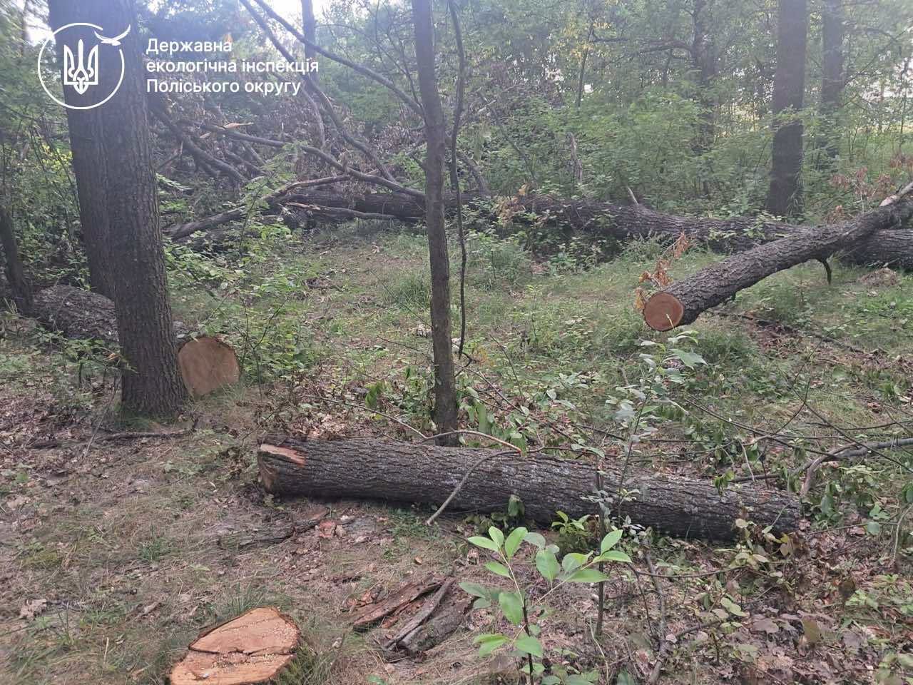 За рішенням суду з Малинської міської ради стягнуть понад 1,8 млн грн за незаконну порубку 87 дубів